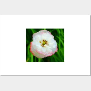 Poppy white flower photo Posters and Art